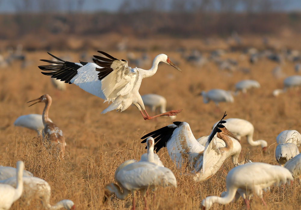 鏡觀·領(lǐng)航丨母親河的保護與發(fā)展，總書記這樣把脈定向