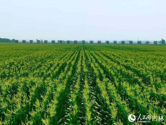 跟著總書記看中國丨吉林黑土地上筑起中國大糧倉