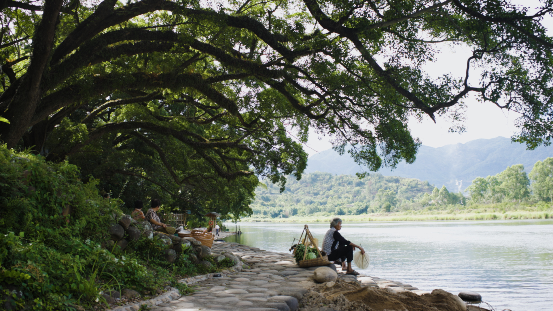 綠水青山帶笑顏丨榕為大木 猶蔭十畝