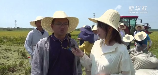 什么是再生稻？來聽專家講解