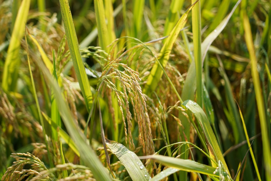 什么是再生稻？有啥不一樣？