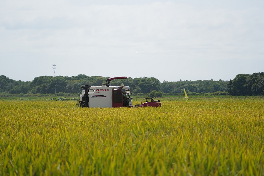 什么是再生稻？有啥不一樣？