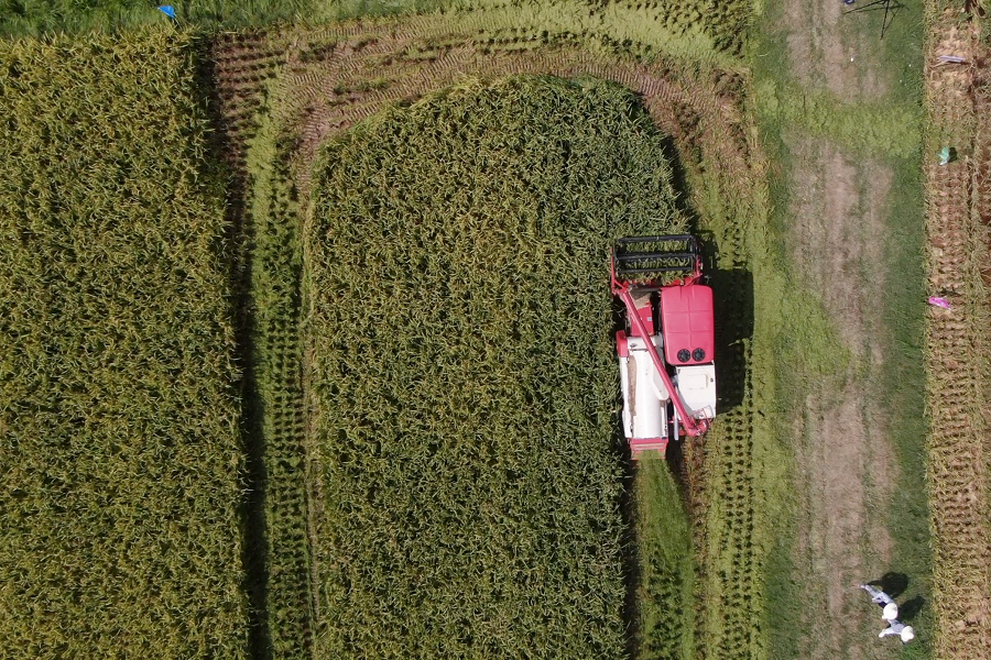 什么是再生稻？有啥不一樣？