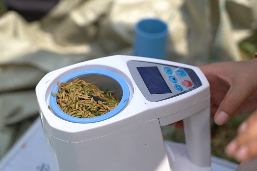 什么是再生稻？有啥不一樣？