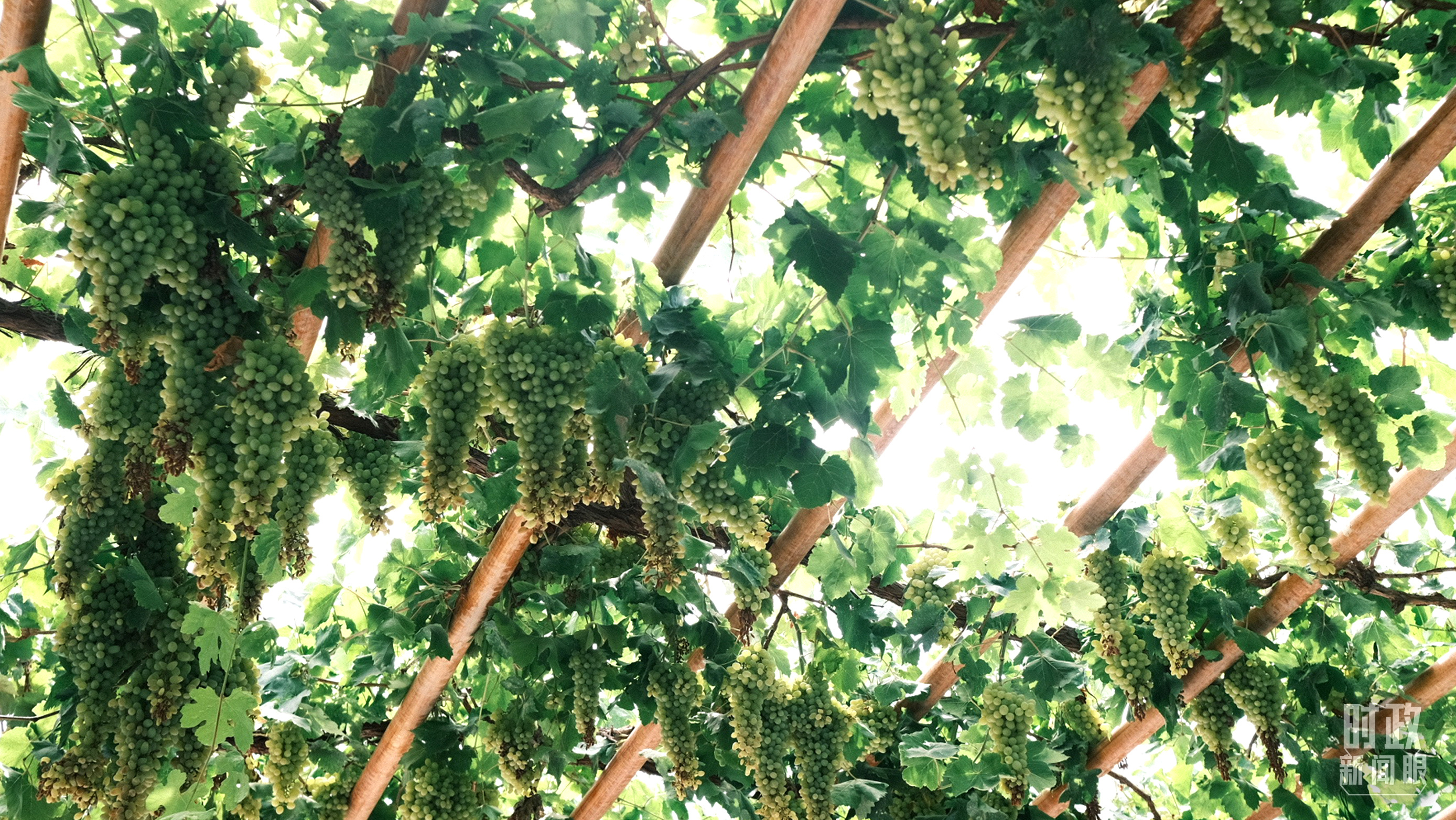 時政新聞眼丨在烏魯木齊專門聽取匯報，習近平對新疆工作作出這些重要部署