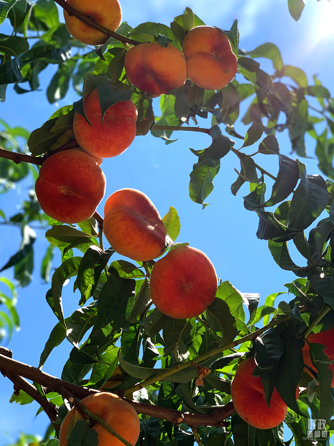 時政新聞眼丨在烏魯木齊專門聽取匯報，習近平對新疆工作作出這些重要部署