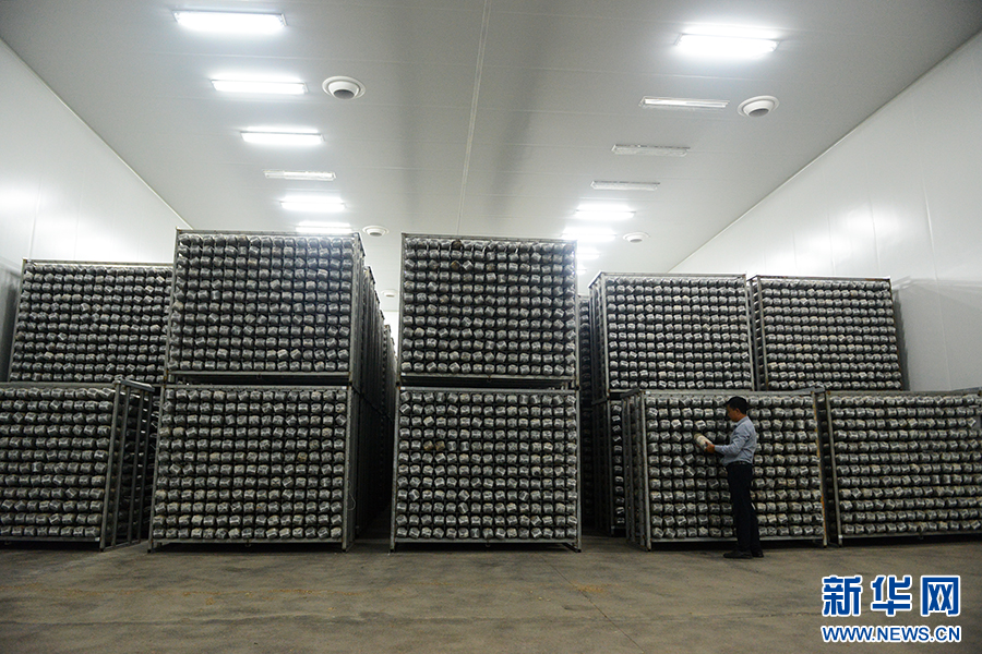 河南魯山:小香菇帶動大產(chǎn)業(yè)