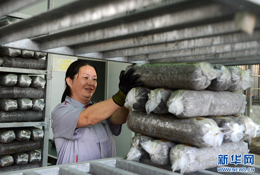 河南魯山:小香菇帶動大產(chǎn)業(yè)