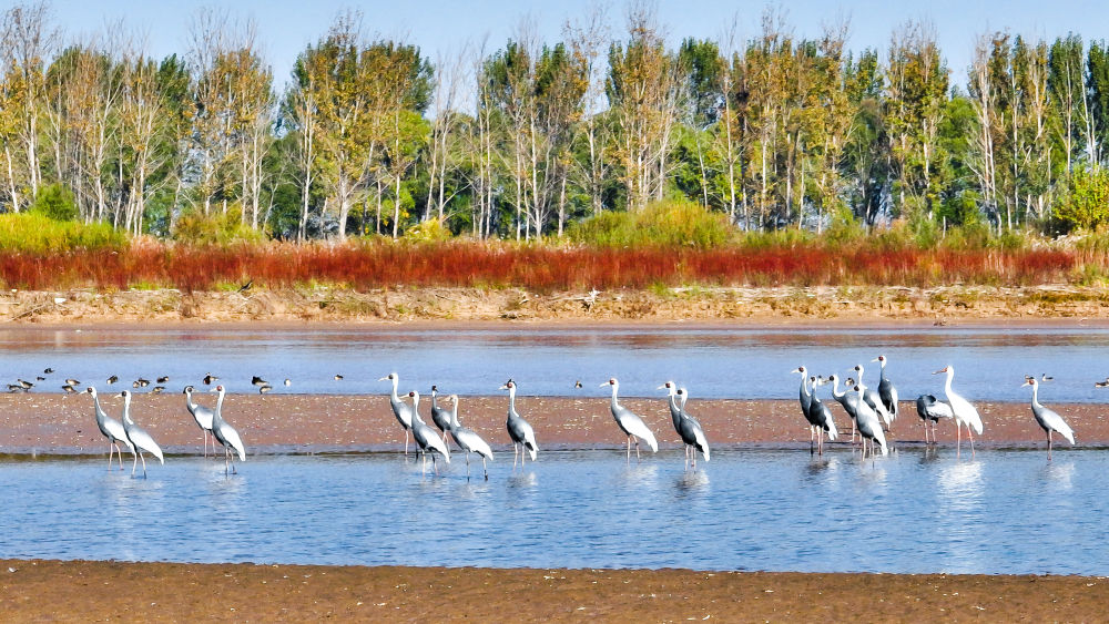 經(jīng)濟(jì)向新 生態(tài)向綠 民生向暖&mdash;&mdash;京冀魯鄂高質(zhì)量發(fā)展一線觀察