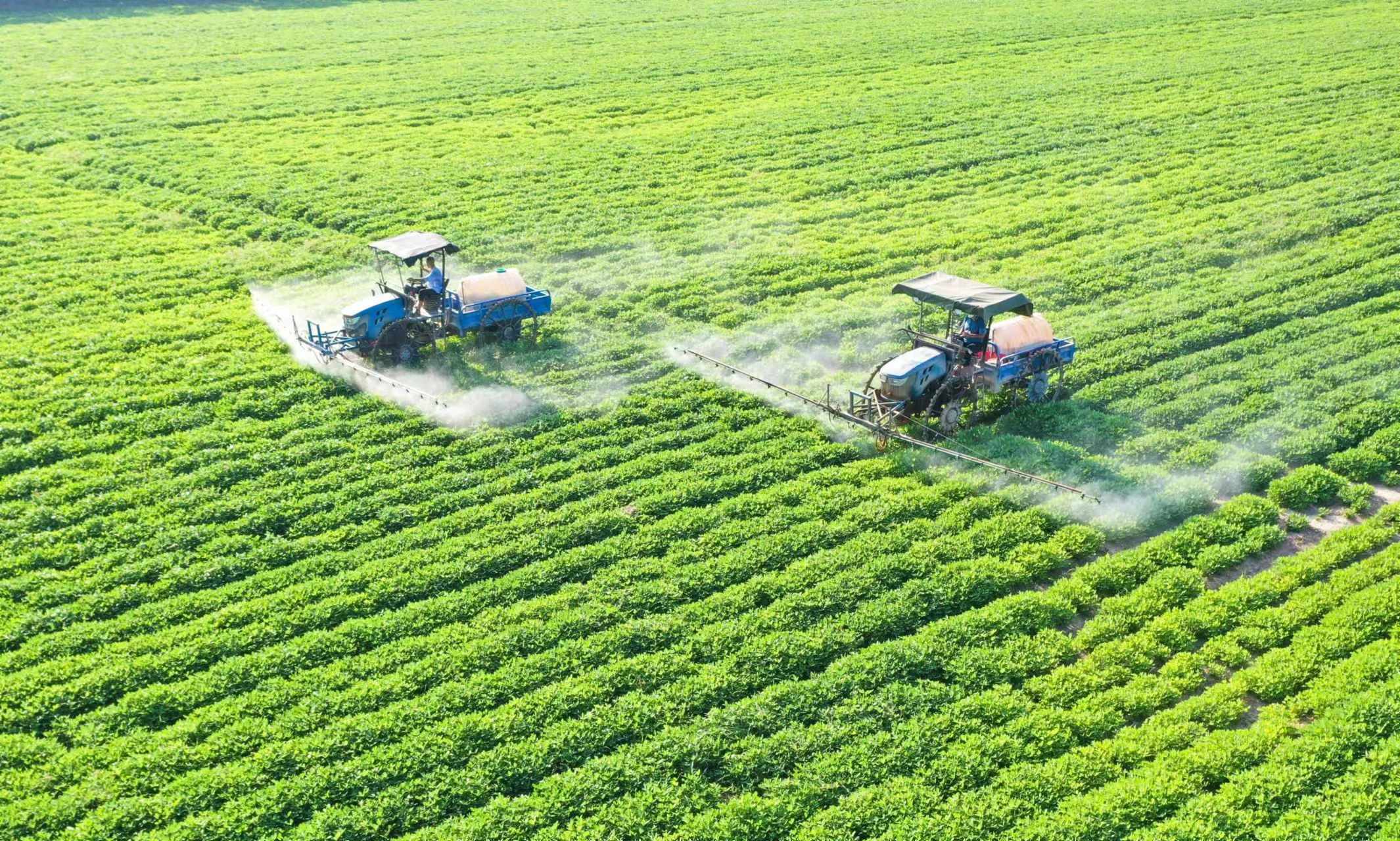 喜迎第二十五屆中國(guó)農(nóng)加會(huì)·潮品土特產(chǎn)② | 正陽(yáng)花生 一路生花