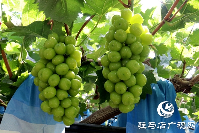 泌陽縣春水鎮(zhèn)鄧灣村:葡萄掛滿藤 “葡”寫致富曲