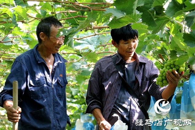 泌陽縣春水鎮(zhèn)鄧灣村:葡萄掛滿藤 “葡”寫致富曲