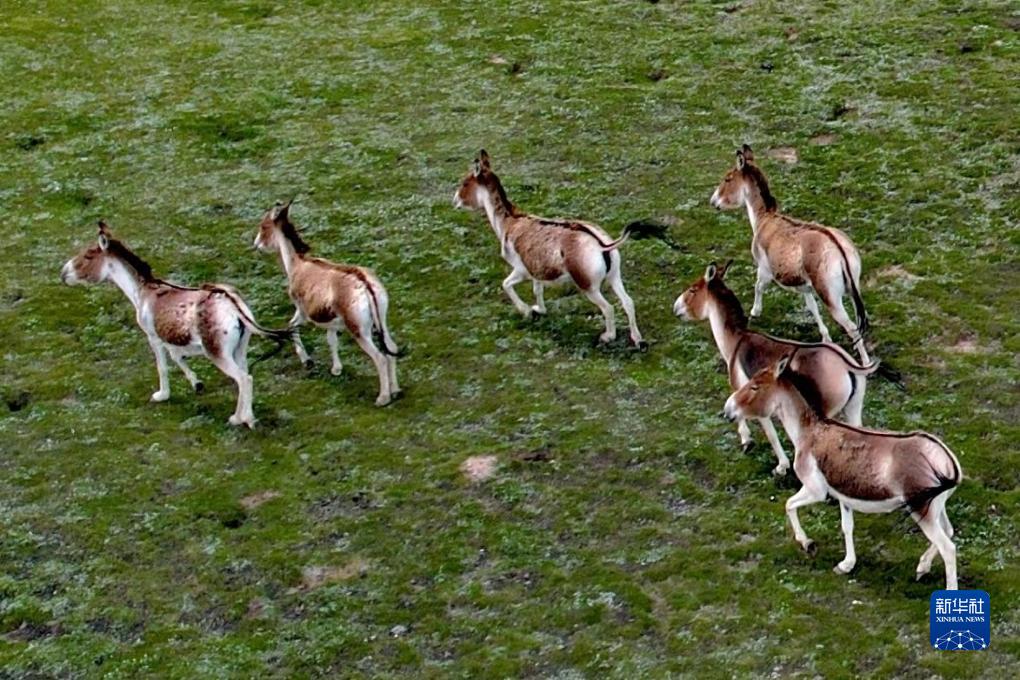 新華視點(diǎn)|氣候變暖給長(zhǎng)江源區(qū)生態(tài)環(huán)境帶來(lái)系列變化
