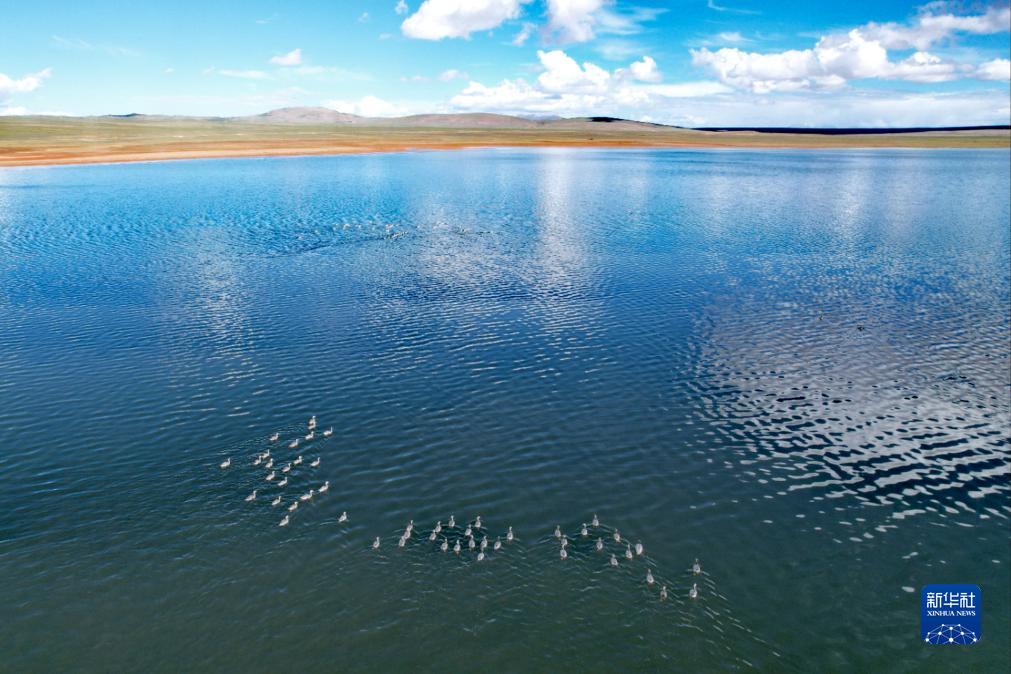 新華視點(diǎn)|氣候變暖給長(zhǎng)江源區(qū)生態(tài)環(huán)境帶來(lái)系列變化