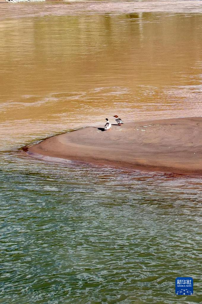新華視點(diǎn)|氣候變暖給長(zhǎng)江源區(qū)生態(tài)環(huán)境帶來(lái)系列變化