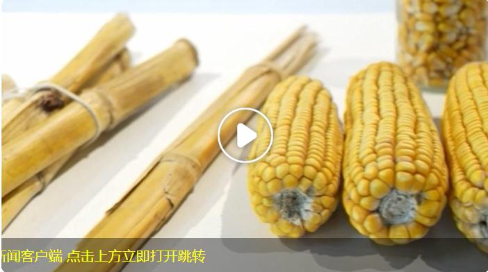 聯(lián)播新說 | 獨(dú)家揭秘：玉米秸稈做成的衣服長啥樣？