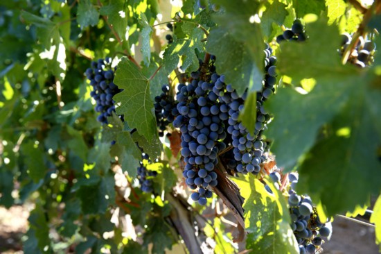 跟著總書記看中國｜&ldquo;拔掉窮根把花栽，美得喲沙漠變花海&rdquo;