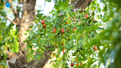 白露|秋風(fēng)起鄉(xiāng)愁濃 中原大地累累秋實(shí)滿枝頭