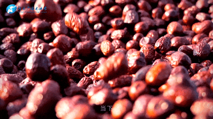 白露|秋風(fēng)起鄉(xiāng)愁濃 中原大地累累秋實(shí)滿枝頭