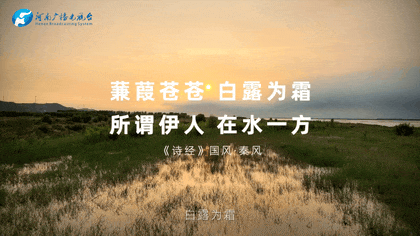 白露|秋風(fēng)起鄉(xiāng)愁濃 中原大地累累秋實(shí)滿枝頭