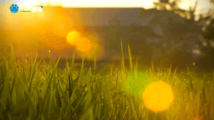 白露|秋風(fēng)起鄉(xiāng)愁濃 中原大地累累秋實(shí)滿枝頭