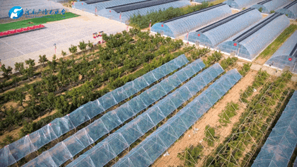 白露|秋風(fēng)起鄉(xiāng)愁濃 中原大地累累秋實(shí)滿枝頭