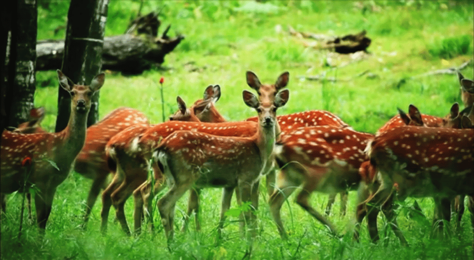 時(shí)政微視頻丨瞰黑龍江
