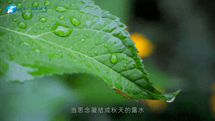 白露|秋風(fēng)起鄉(xiāng)愁濃 中原大地累累秋實(shí)滿枝頭