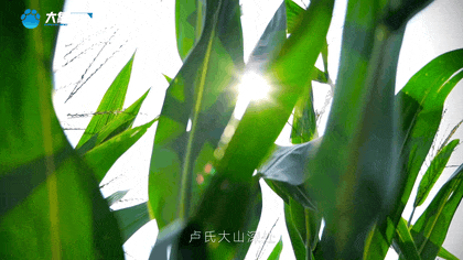 白露|秋風(fēng)起鄉(xiāng)愁濃 中原大地累累秋實(shí)滿枝頭