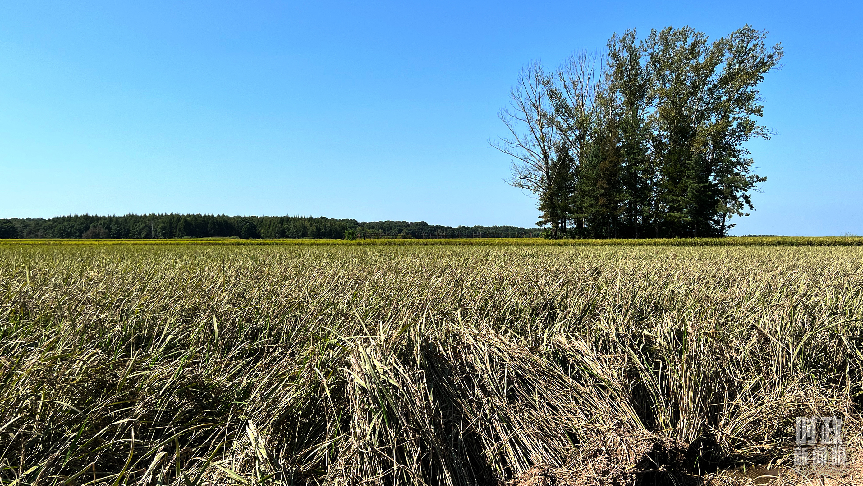 時(shí)政新聞眼丨時(shí)隔五年再赴黑龍江，習(xí)近平關(guān)心這些事