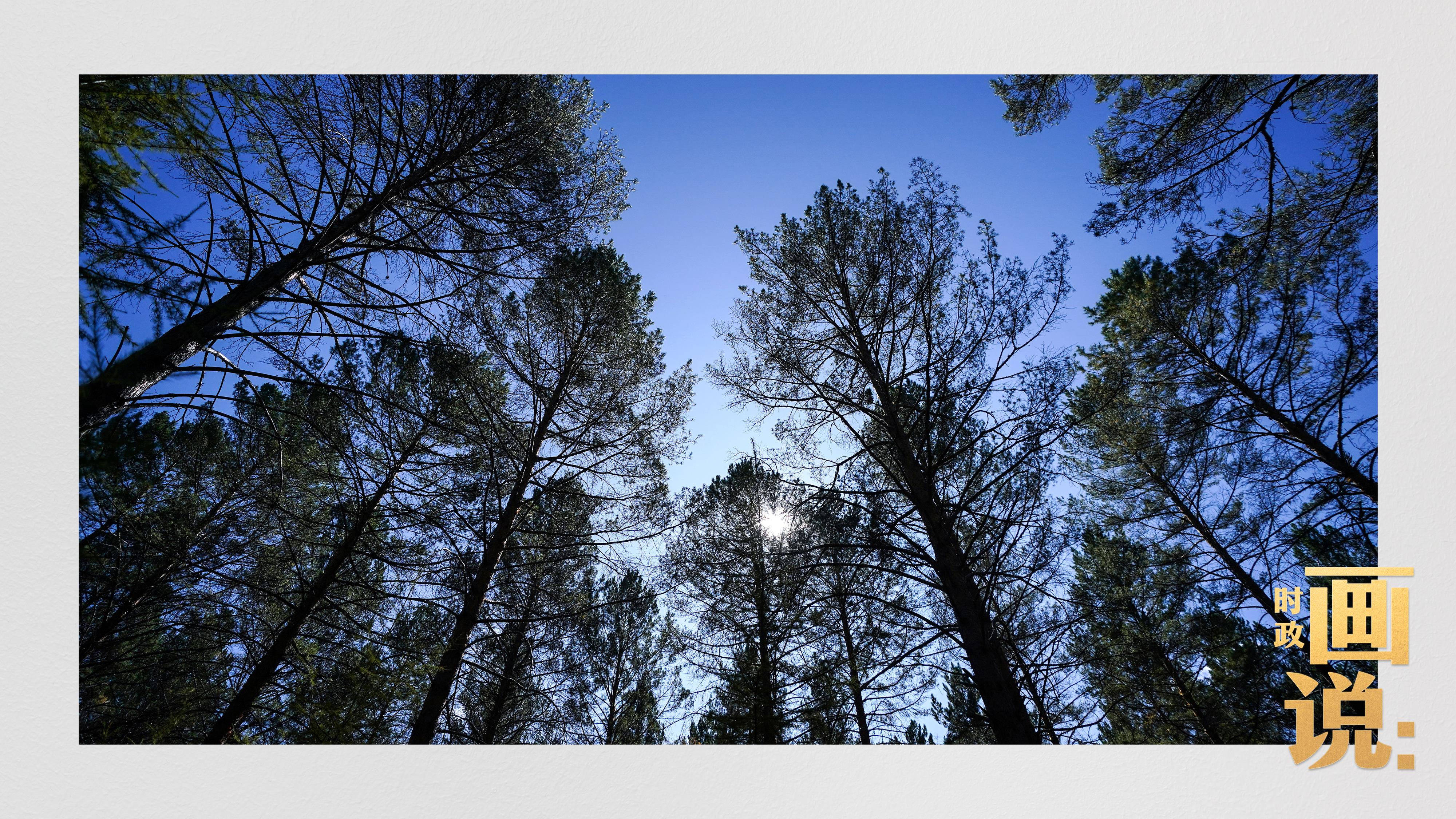 時政畫說丨一路向北