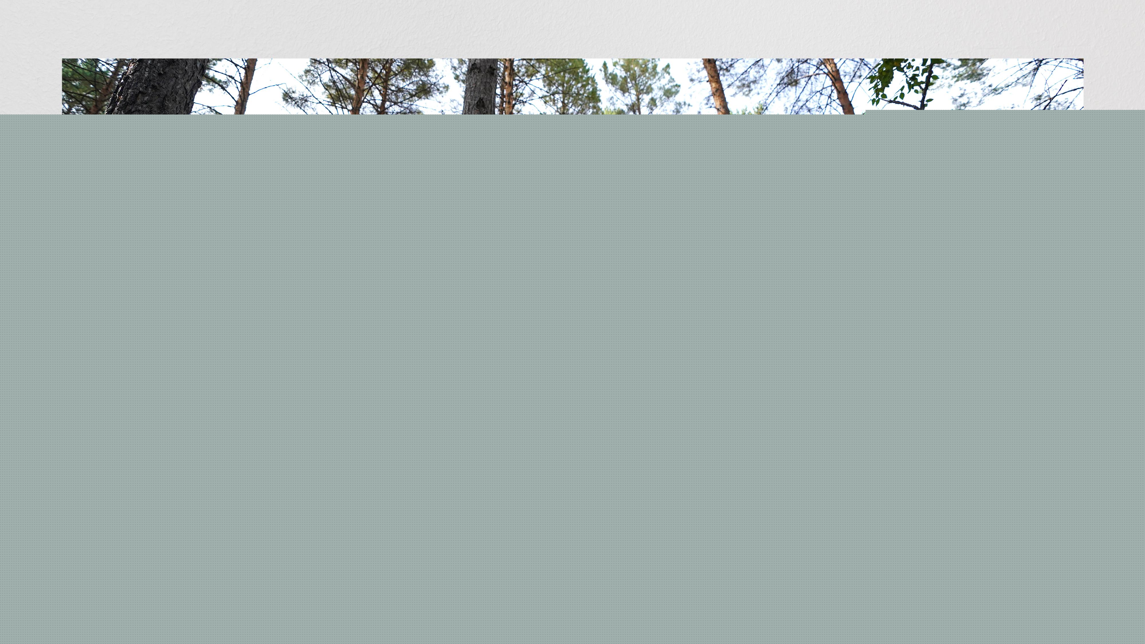 時政畫說丨一路向北