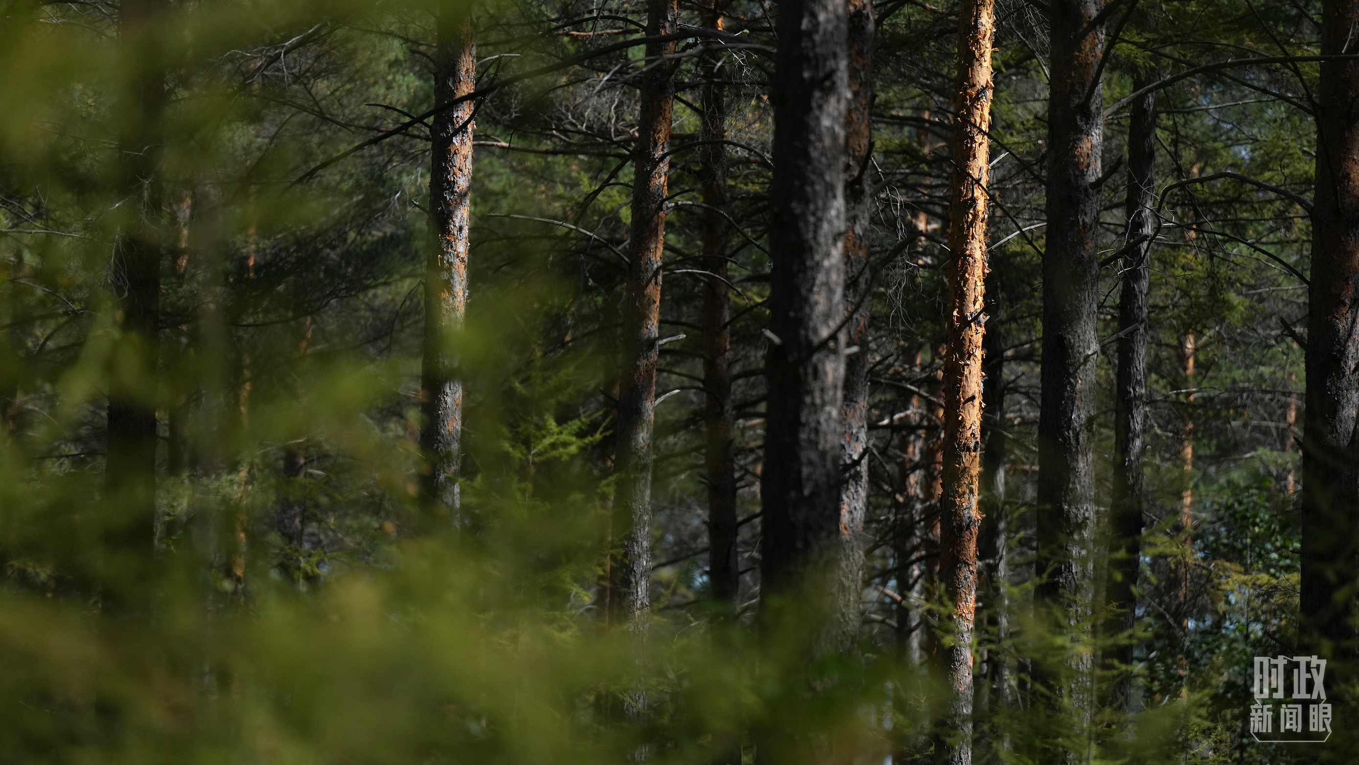 時(shí)政新聞眼丨時(shí)隔五年再赴黑龍江，習(xí)近平關(guān)心這些事