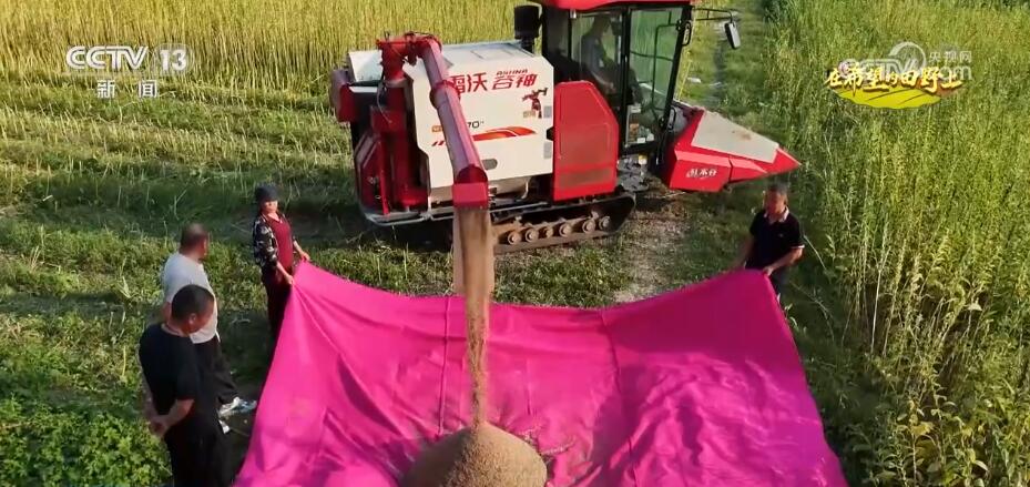 央媒觀豫｜河南170多萬(wàn)畝芝麻進(jìn)入豐收季 改良品種、改進(jìn)機(jī)械 實(shí)現(xiàn)大規(guī)模機(jī)械化收割