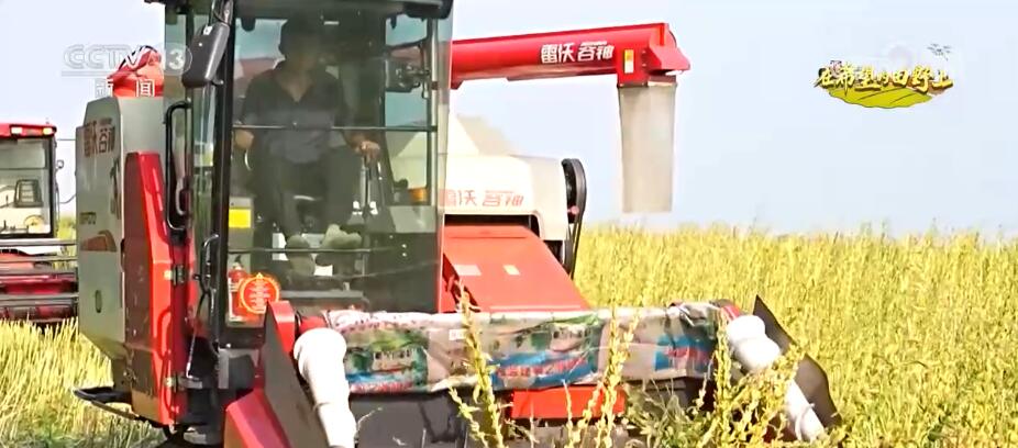央媒觀豫｜河南170多萬(wàn)畝芝麻進(jìn)入豐收季 改良品種、改進(jìn)機(jī)械 實(shí)現(xiàn)大規(guī)模機(jī)械化收割