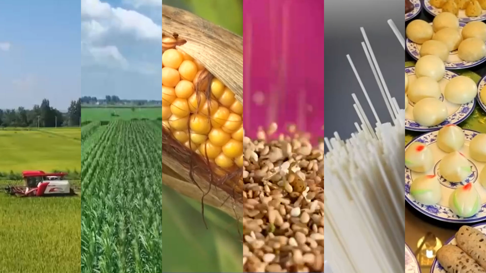 中原糧倉(cāng)真的“中”！央視關(guān)注河南主產(chǎn)區(qū)迎豐收