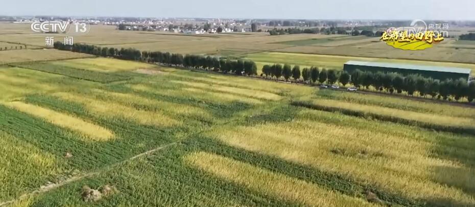 央媒觀豫｜河南170多萬(wàn)畝芝麻進(jìn)入豐收季 改良品種、改進(jìn)機(jī)械 實(shí)現(xiàn)大規(guī)模機(jī)械化收割