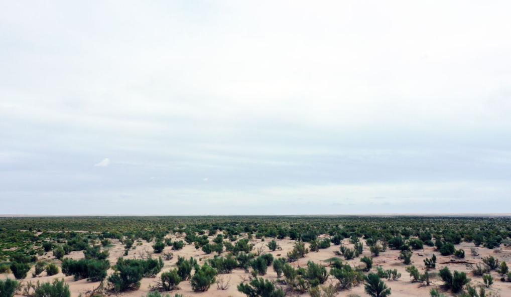 新時(shí)代新征程新偉業(yè)·習(xí)近平總書記關(guān)切事丨黃河之水天上來，奔流到此“青”幾許——黃河“幾字彎”生態(tài)治理一線故事