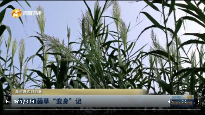 黃河灘菌草&ldquo;變身&rdquo;記丨黃河岸邊日日新