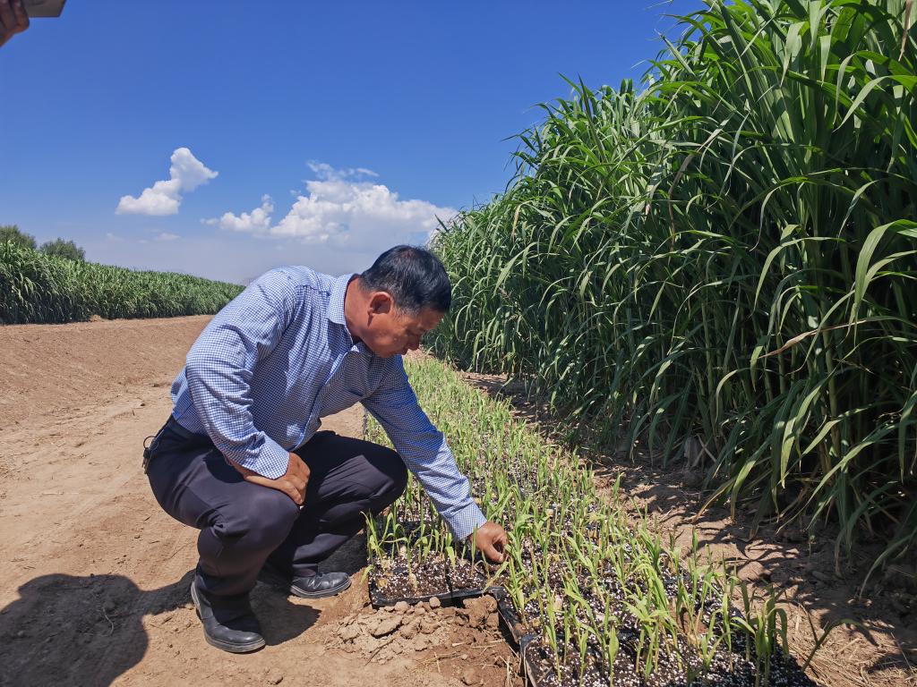 新時(shí)代新征程新偉業(yè)·習(xí)近平總書記關(guān)切事丨黃河之水天上來，奔流到此“青”幾許——黃河“幾字彎”生態(tài)治理一線故事