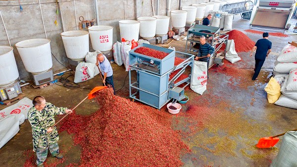 中原“豐”味丨河南各地秋收?qǐng)D景搶“鮮”上市！這些成語(yǔ)藏在其中