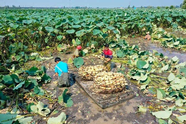 中原“豐”味丨河南各地秋收?qǐng)D景搶“鮮”上市！這些成語(yǔ)藏在其中