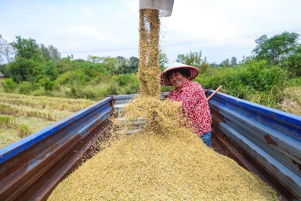 中原“豐”味丨河南各地秋收?qǐng)D景搶“鮮”上市！這些成語(yǔ)藏在其中