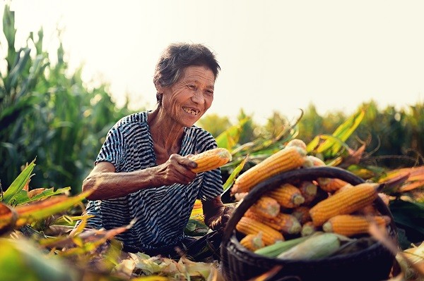 中原“豐”味丨河南各地秋收?qǐng)D景搶“鮮”上市！這些成語(yǔ)藏在其中