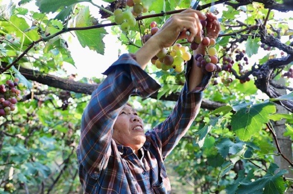 中原“豐”味丨河南各地秋收?qǐng)D景搶“鮮”上市！這些成語(yǔ)藏在其中