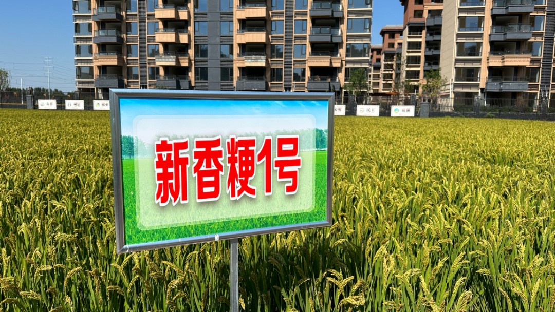 從工業(yè)到農(nóng)業(yè) 看新鄉(xiāng)如何破解&ldquo;數(shù)智密碼&rdquo;