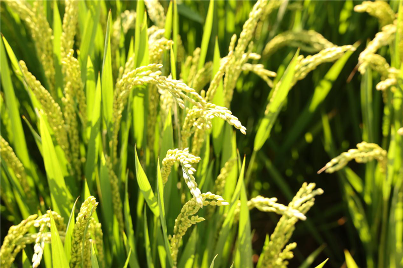 河南新鄉(xiāng)：中原農(nóng)業(yè)強(qiáng)勢(shì)崛起 鑄就中國(guó)&ldquo;糧食長(zhǎng)城&rdquo;