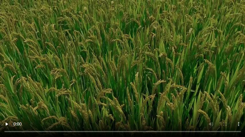 河南新鄉(xiāng)：中原農(nóng)業(yè)強(qiáng)勢(shì)崛起 鑄就中國(guó)&ldquo;糧食長(zhǎng)城&rdquo;