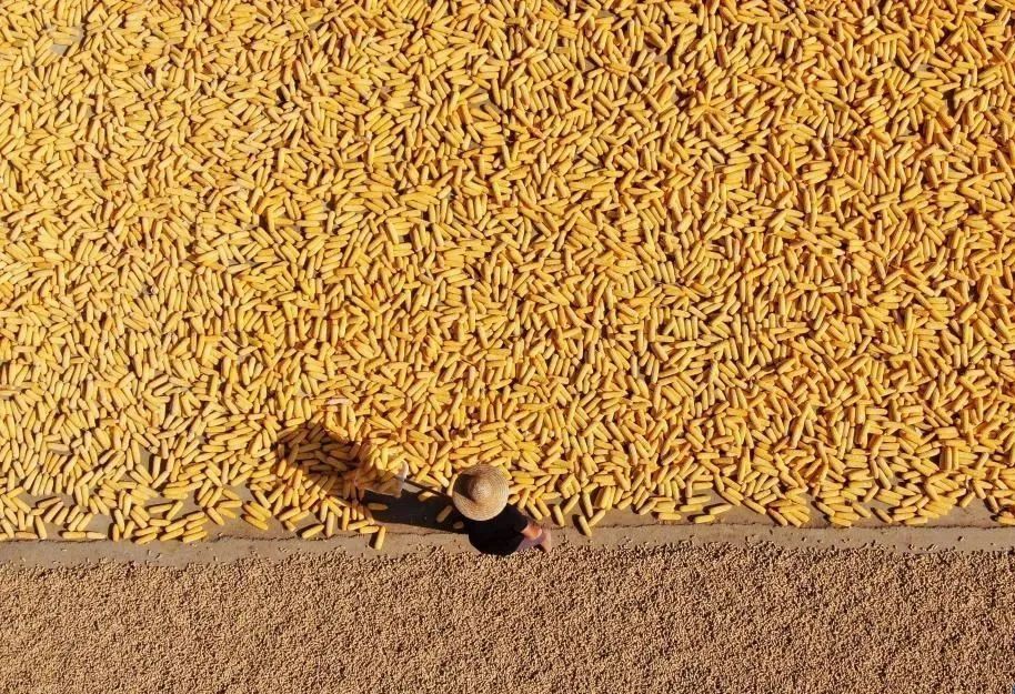 豐收之美｜“農(nóng)，天下之本”