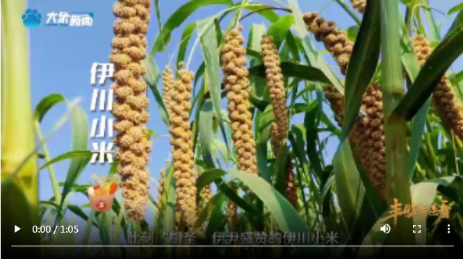 “國色天香”的河洛之地有多少美味？洛陽農(nóng)業(yè)農(nóng)村局局長帶你嘗美食賞美景！